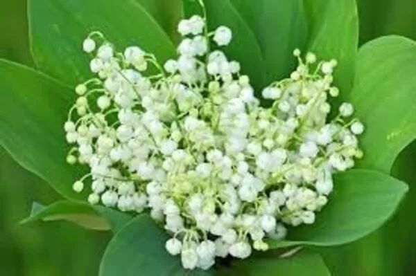 vente muguet